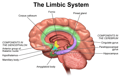 PICTURE: THE LIMBIC SYSTEM